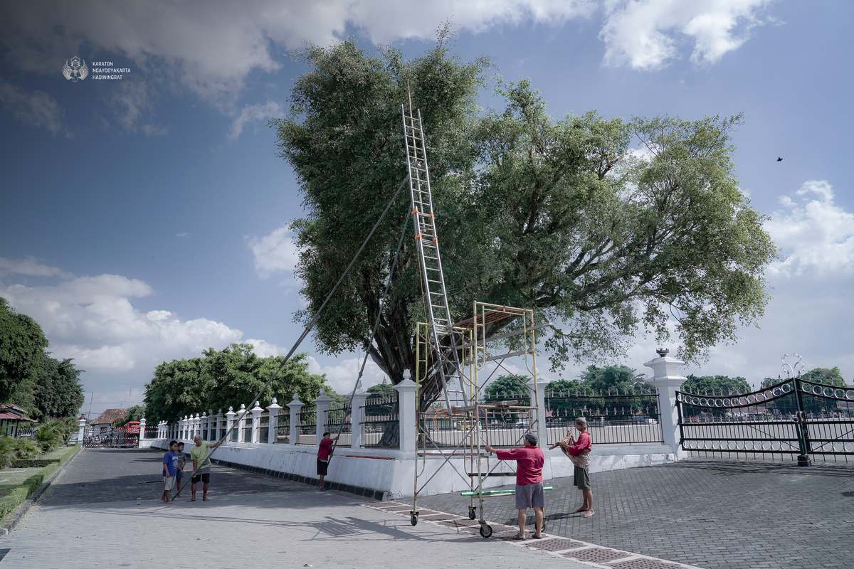 Jamasan Pohon Beringin 6 16 Small